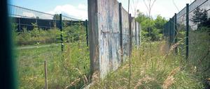 Hier bröselt ein vormals gefährliches Ungeheuer hinter Gittern vor sich hin: Mauerelemente der „Hinterlandsicherung“ und wuchernde Vegetation im Landschaftspark Rudow-Altglienicke. 