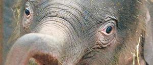 Zuwachs in Rüsselsheim. Für den kleinen Elefanten aus dem Tierpark ist die namenlose Zeit vorbei. Eine Jury entschied sich für „Edgar“. 