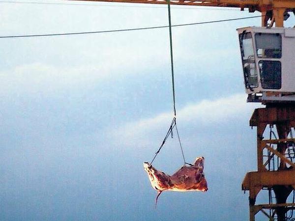 Himmels-Körper. 2001 bringt der österreichische Aktionskünstler Wolfgang Flatz eine tote Kuh aus 40 Metern Höhe zum Absturz. Tierschützer protestieren vergeblich gegen die Kunstaktion.