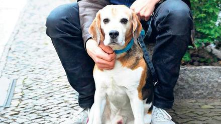 Der Beagle Emil wurde von einem anderen Hund verletzt. 