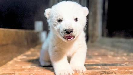 Der noch namenlose Eisbär ist ein Junge, wie der Tierpark am Freitag bekannt gegeben hat. 
