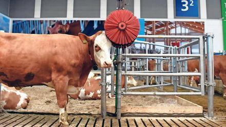 Nicht nur Leckereien, sondern auch die neuesten Agrar-Innovationen werden präsentiert - etwa diese Kuh-Waschanlage.