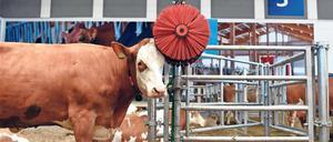 Nicht nur Leckereien, sondern auch die neuesten Agrar-Innovationen werden präsentiert - etwa diese Kuh-Waschanlage.