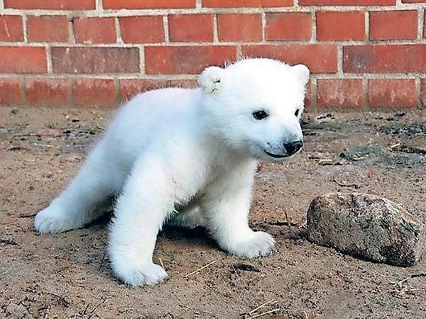 Eisbär Knut in jungen Jahren.