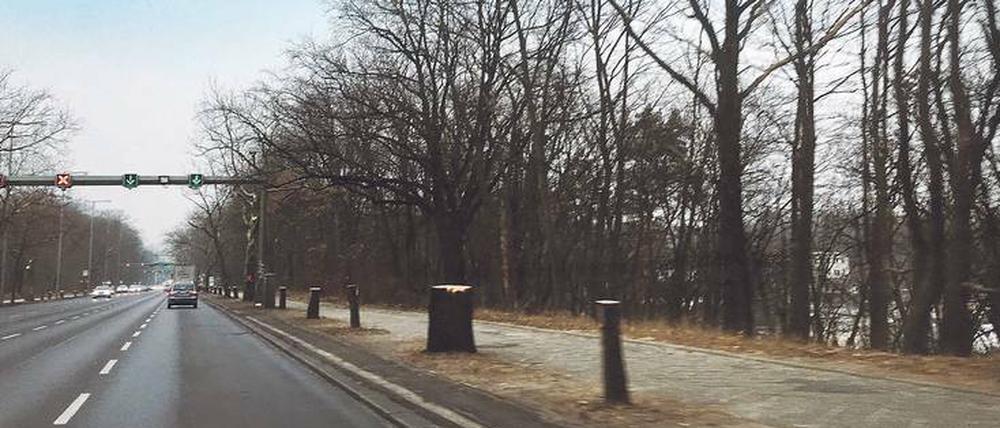 Abgeholzt. Der Anblick der abgesägten Bäume entlang der Heerstraße zwischen Frey- und Stößenseebrücke schmerzt viele.