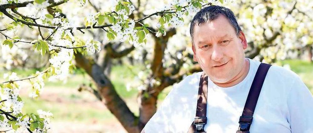 Blüten genug. Obstbauer Stephan Hübner aus Derwitz bei Werder versichert, dass die Bäume auch zum Fest noch blühen. 