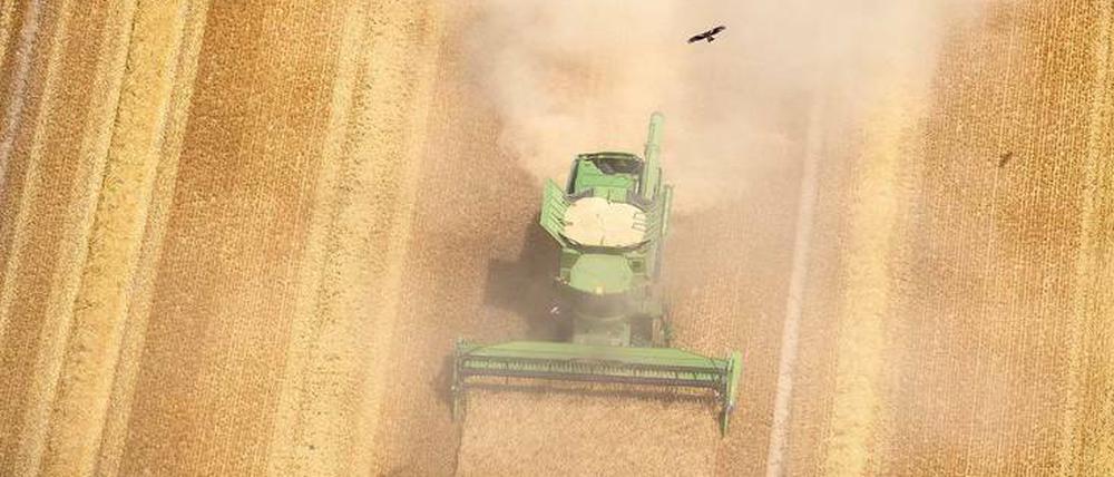 Staubige Ernte. Brandenburger Bauern versuchen, das Getreide zu retten, bevor es völlig verdorrt.