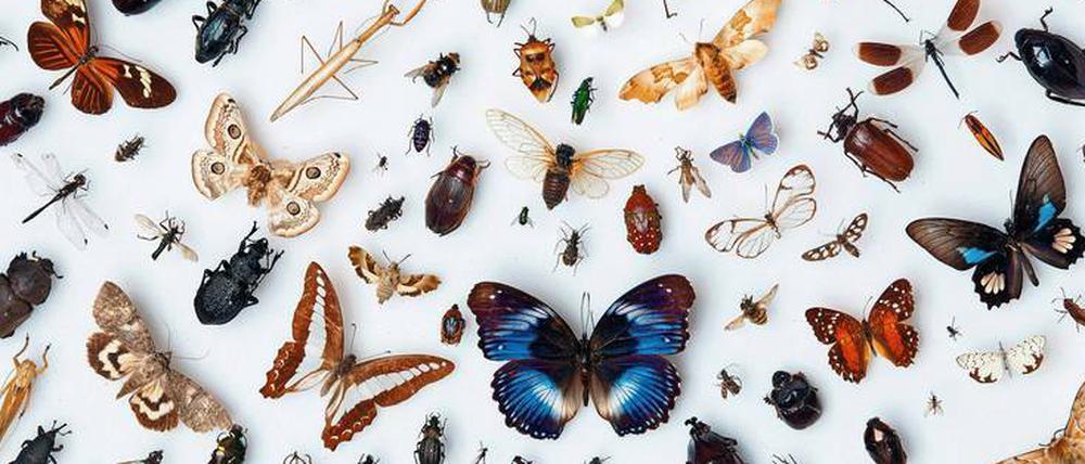 Still im Kasten. Die Vielfalt in dieser Insektensammlung einer Schule ist in der Natur nur noch selten zu finden. Etliche Arten sind schon ausgestorben. 