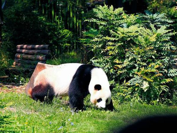 Pandas in der königlichen Menagerie? Daran war, anders als jetzt im Zoo, noch nicht zu denken.