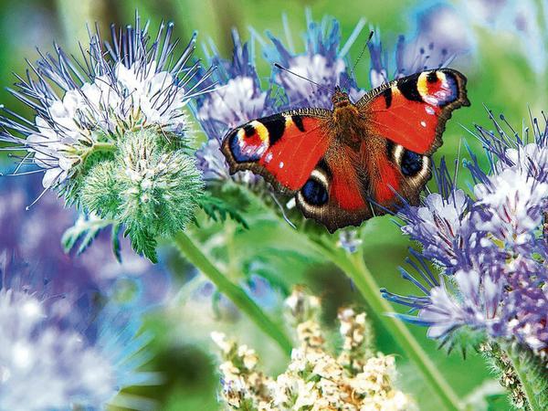 Tagpfauenaugen gehören zu den häufigsten Schmetterlingsarten in Deutschland.