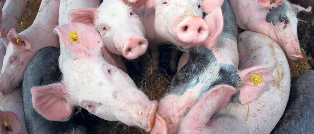 Nur 90 Euro bekommt ein Schweinehalter derzeit in den gefährdeten Gebieten für ein Tier.
