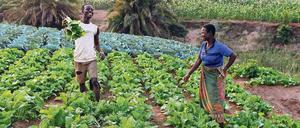 Reiche Ernte. „Hunger nach Gerechtigkeit“ ist das Motto der 60. Aktion. Auch in Afrika werden Pflanzen erprobt, die der Erderwärmung trotzen sollen. 