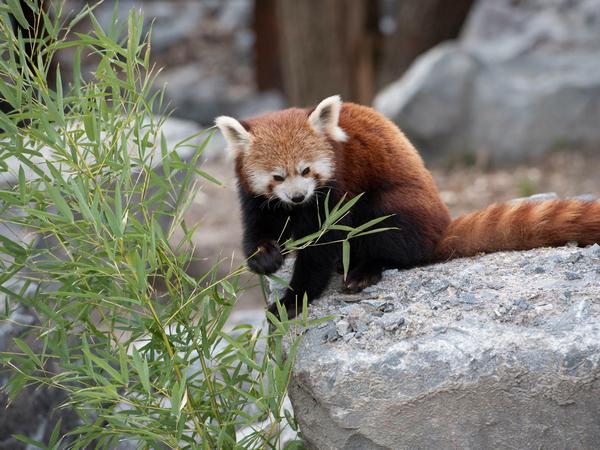 Ein Roter Panda hält bei der Eröffnung des neuen Himalaya-Gebirges im Tierpark einen Bambus-Zweig in der Pfote. 