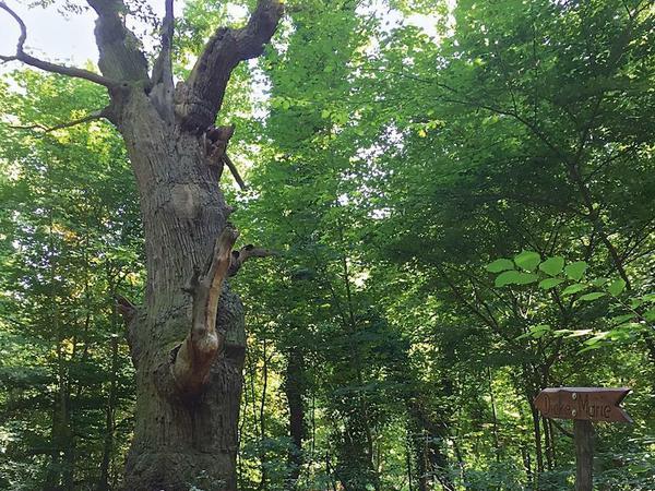 Die "Dicke Marie", Berlins ältester Baum, ist benannt nach der Köchin der Humboldts.