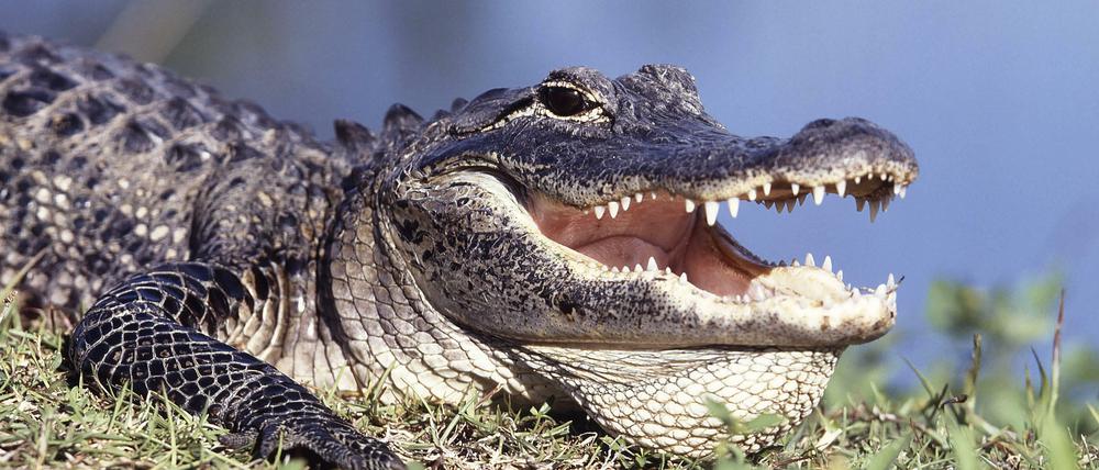 Ein Mississippi-Alligator. Die Reptilien können bis zu 4,50 lang und 230 Kilo schwer werden.