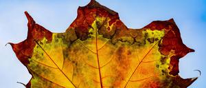  Herbstlich gefärbtes Ahornblatt im Gegenlicht, Studioaufnahme Deutschland *** Autumn colored maple leaf backlit, studio shot Germany 