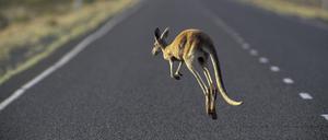RECORD DATE NOT STATED Oceania, Australia, Australian, South Macropus rufus, Red kangaroo, PUBLICATIONxNOTxINxFRA