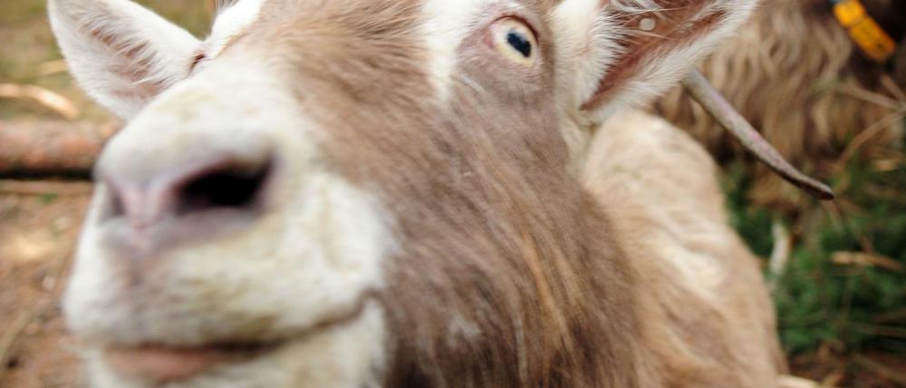 Diesmal schlachteten die eingedrungenen Täter eine Ziege des Tierparks. Ende Januar hatten Unbekannte bereits ein Schaf getötet (/Symbolbild)