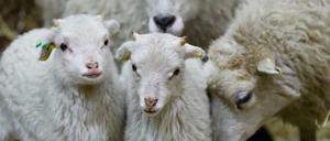 Mäh ihr Schafe... Schäfchen beim Eröffnungstag der Grünen Woche am 18. Januar in Berlin.