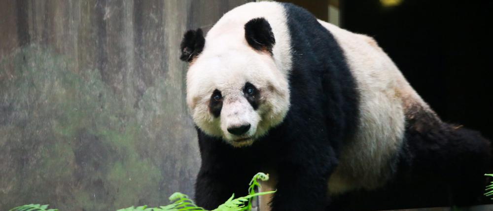 Ab Sommer nächsten Jahres sollen im Zoo wieder Pandas leben.