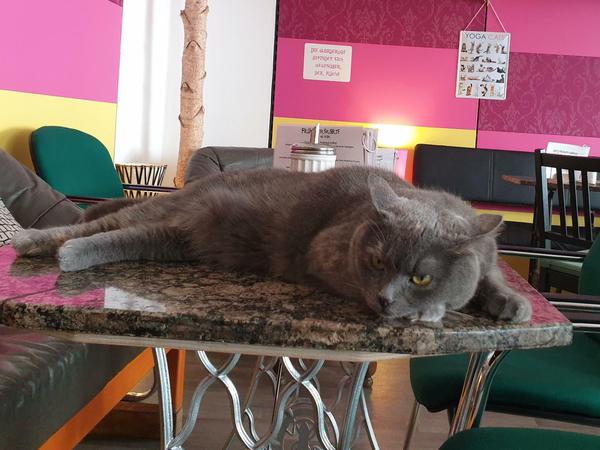 Sechs ukrainische Straßenkatzen haben in Caroline Braunes Café ein neues Zuhause gefunden.