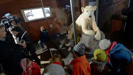 Star hinter Glas. 150 000 Besucher sahen den Zooeisbären allein im Frühjahr 2013. Jetzt soll seine Dermoplastik bald wieder Publikumsmagnet im Museum für Naturkunde werden. Knut? Unsterblich.