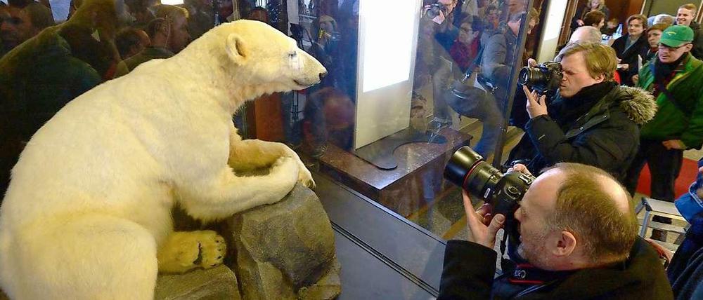 Da war er auf einmal wieder - am 15. Februar 2013 wurde Knut als Präparat im Museum für Naturkunde ausgestellt. Nun wird Knut auch im holländischen Leiden ausgestellt. Unzählige Besucher werden erwartet.