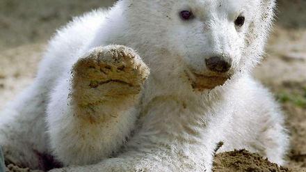 Flüchtiger Ruhm: Als Baby-Knut 2007 süß grüßte, liebten ihn alle. Doch schon vor seinem Tod ebbte der Hype um den Eisbären ab.