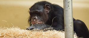 Schimpanse „Bally“ nach dem Brand im Krefelder Zoo. Seine Wunden heilen langsam.