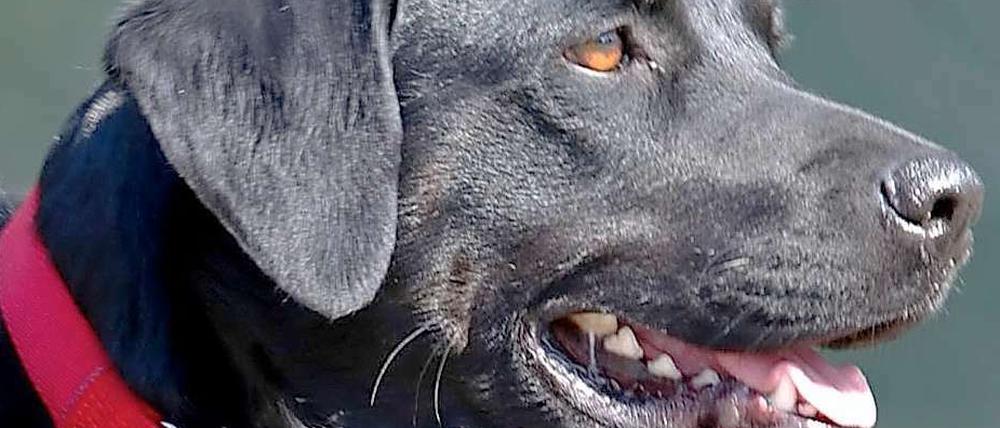 Der Labrador Retriever wird für gewöhnlich gerne als Rettungshund eingesetzt. In der Stadt scheint er allerdings eher zu den beißfreudigeren Zeitgenossen zu gehören. 17 Menschen und fünf Hunde wurden von ihm 2011 verletzt oder gefährlich bedrängt.