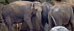 Schon etwas altersschwach: die asiatischen Elefantenkühen Louise, immerhin 41 Jahre alt, und Astra, 34 Jahre im Berliner Tierpark.