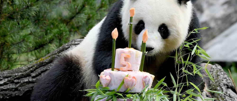 Zum 5. Geburtstag bekam Pandaweibchen Meng Meng eine Torte mit zuckerfreien Leckereien wie Bambus, Äpfel, Möhren und Eis. 