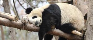 Pandabären sind für ihre Faulheit bekannt.
