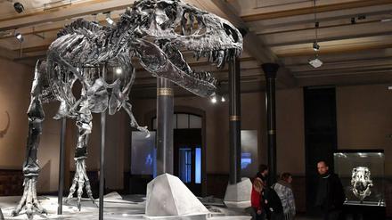 Das Skelett des Tristan genannten Tyrannosaurus rex im Museum für Naturkunde. 
