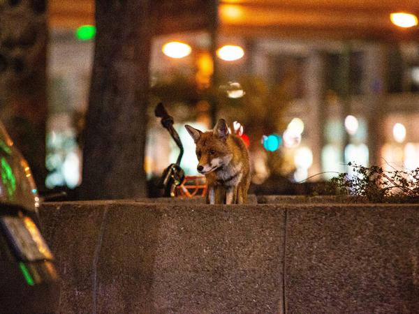 Für ihn gibt es keine Sperrstunde: Ein Fuchs auf dem Alexanderplatz. 