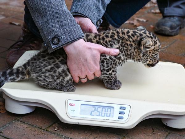 Da geht noch was: Eines der Leoparden-Jungtiere kommt im Tierpark auf die Waage.