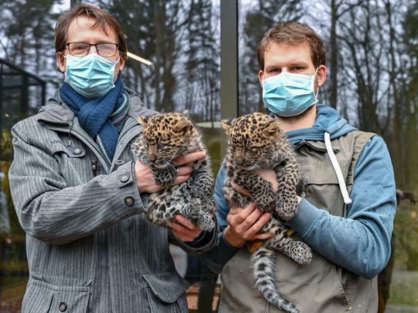 Tierpark-Leiter Jens Kämmerling (l) und Tierpfleger Ronny Bachmann mit dem niedlichen Katzennachwuchs.