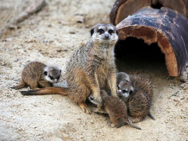 Vier Erdmännchen-Jungtiere sind im Berliner Zoo zur Welt gekommen.