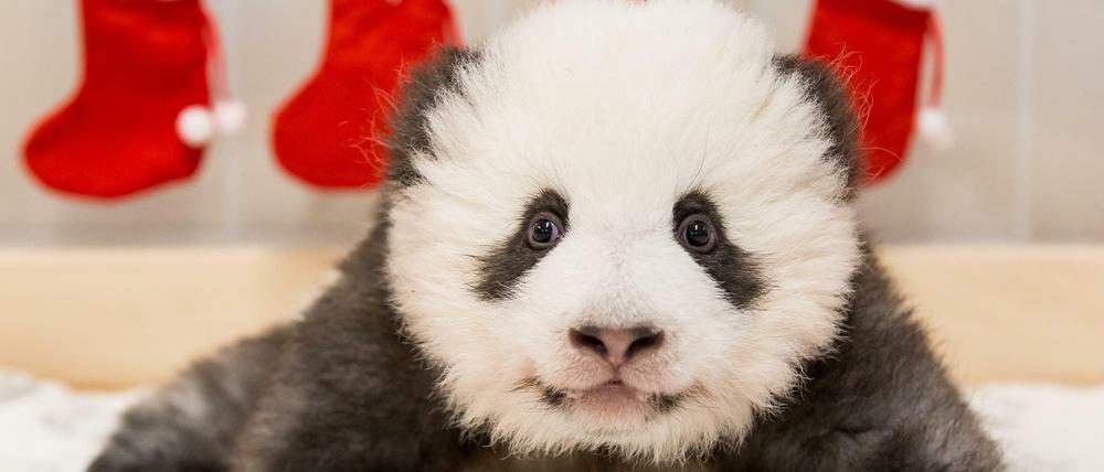 Neue Bilder des Panda-Nachwuchses.