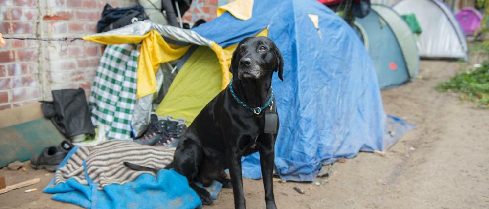Pogo, der Hund eines Obdachlosen, sitzt im Oktober 2017 vor einem Zelt im Tiergarten.