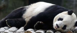 Sieht gemütlich aus. Auch im neuen Panda-Gehe des Zoos wird es sich gut leben können.