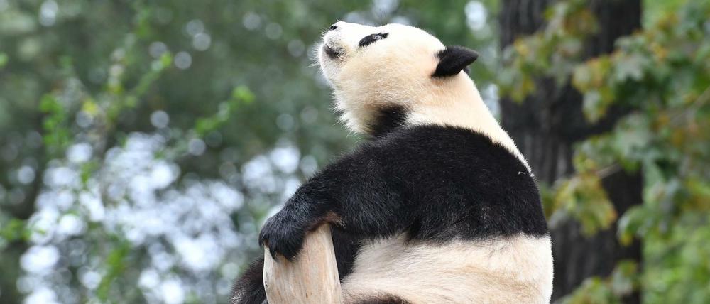 Panda-Dame Meng Meng: sensibel und verspielt.