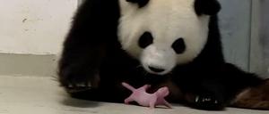 "Rabenmutter" oder zärtlich und besorgt? Bei allen Vermenschlichungen und Zuschreibungen bleibt Pandamutter Meng Meng ein Tier.
