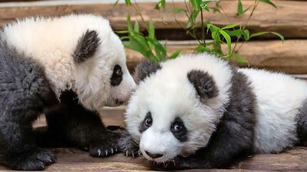 Frischflausch. Meng Yuan (li.) und Meng Xiang auf einer Liegeplattform um Pandastall.