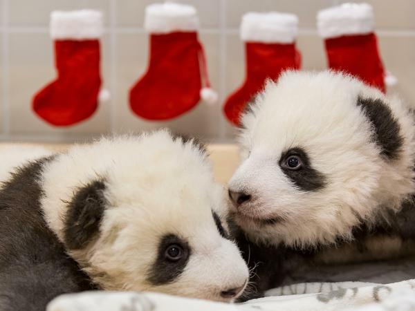 Während Mama Meng Meng Bambus mampft, vebringen die Panda-Zwillinge Zeit zu zweit.