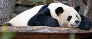Panda-Papa Jiao Qing muss in die Röhre.