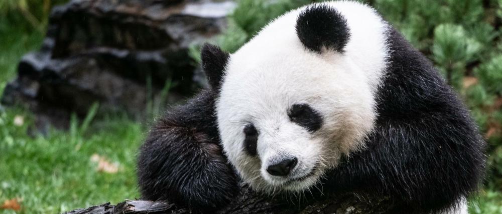 Pandabärin Meng-Meng sitzt in ihrem Gehege im Zoo.