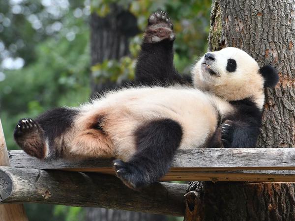 Keine Panik auf der Titanic: Panda-Dame Meng Meng fühlt sich pudelwohl im Berliner Zoo.