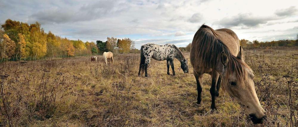 Pferde weiden auf der Fläche der ehemaligen Parks Range, einem US-Truppenübungsplatz.