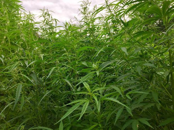 Mehr als zwei Meter hoch wuchsen die Cannabispflanzen.